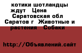 котики шотландцы ждут › Цена ­ 3 000 - Саратовская обл., Саратов г. Животные и растения » Собаки   